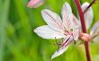 white flower with pistil