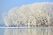winter trees covered with frost