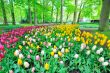 Garden of tulips