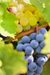 ripe grapes
