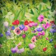 flowers of Anemone on field