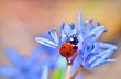 ladybug on blue flower
