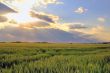 wheat field with sunset