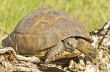 turtle in the wood