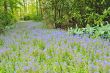 Keukenhof gardens