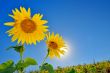 Sunflowers field
