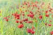 poppies field