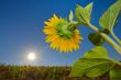 Sunflowers field