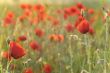 Field of poppies