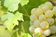 Bunch of grapes