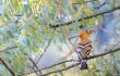 Hoopoe (Upupa epops)