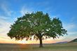 Alone tree
