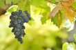 Red Wine Grapes