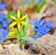 Spring yellow flower