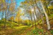 autumn landscape 