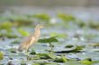 Squacco Heron (Ardeola ralloides)