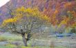Forest covered with yellow leaves and rusty
