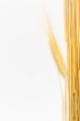 Wheat isolated on white