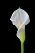 beautiful calla on black background