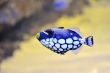 colorful butterfly-fish in a aquarium 