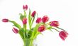 tulips in vase