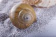 Shells