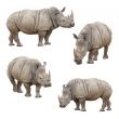 Set of Rhinoceros Isolated on a White Background