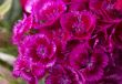 Violets