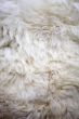 White sheep fur texture