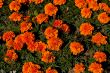 Orange flowers in the flowerbed.