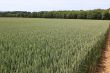 field of wheat