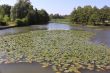 a river of water lilies