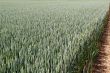 field of wheat