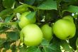 Apples growing on the branch of a tree in the garden.