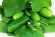 Cucumber growing among green leaves. Photographed on a white bac
