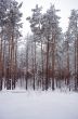 winter snow storm in a forest 
