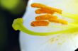 Closeup image of pollen on lily stamens 