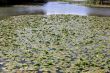 a river of water lilies