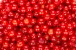 Redcurrant background