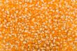 Corn seed background