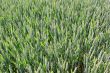 field of wheat