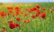 a poppy field close-up