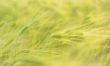 macro ears of wheat