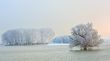winter trees covered with frost