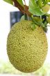 jack fruit on tree in garden, thailand