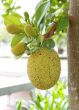 jack fruit on tree in garden, thailand