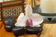 Orchid