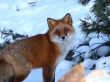 curious fox