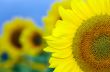 Sunflower field with blue sky in countryside