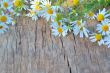 Fresh chamomile flowers